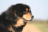 DOGUE DU TIBET 655